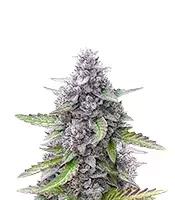 Mimosa Automatic (Royal Queen Seeds)
