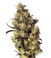 Blue Velvet (Dutch Passion)