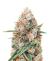Skunky Monkey Auto (Heavyweight Seeds)