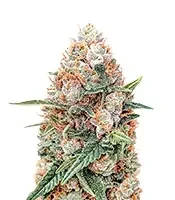 Skunky Monkey Auto (Heavyweight Seeds)