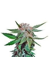Royal Cheese Fast Flowering (Royal Queen Seeds)