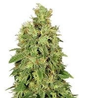 CBD-Chronic (Serious Seeds)