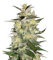 Blue Cheese Automatic (Big Buddha Seeds)