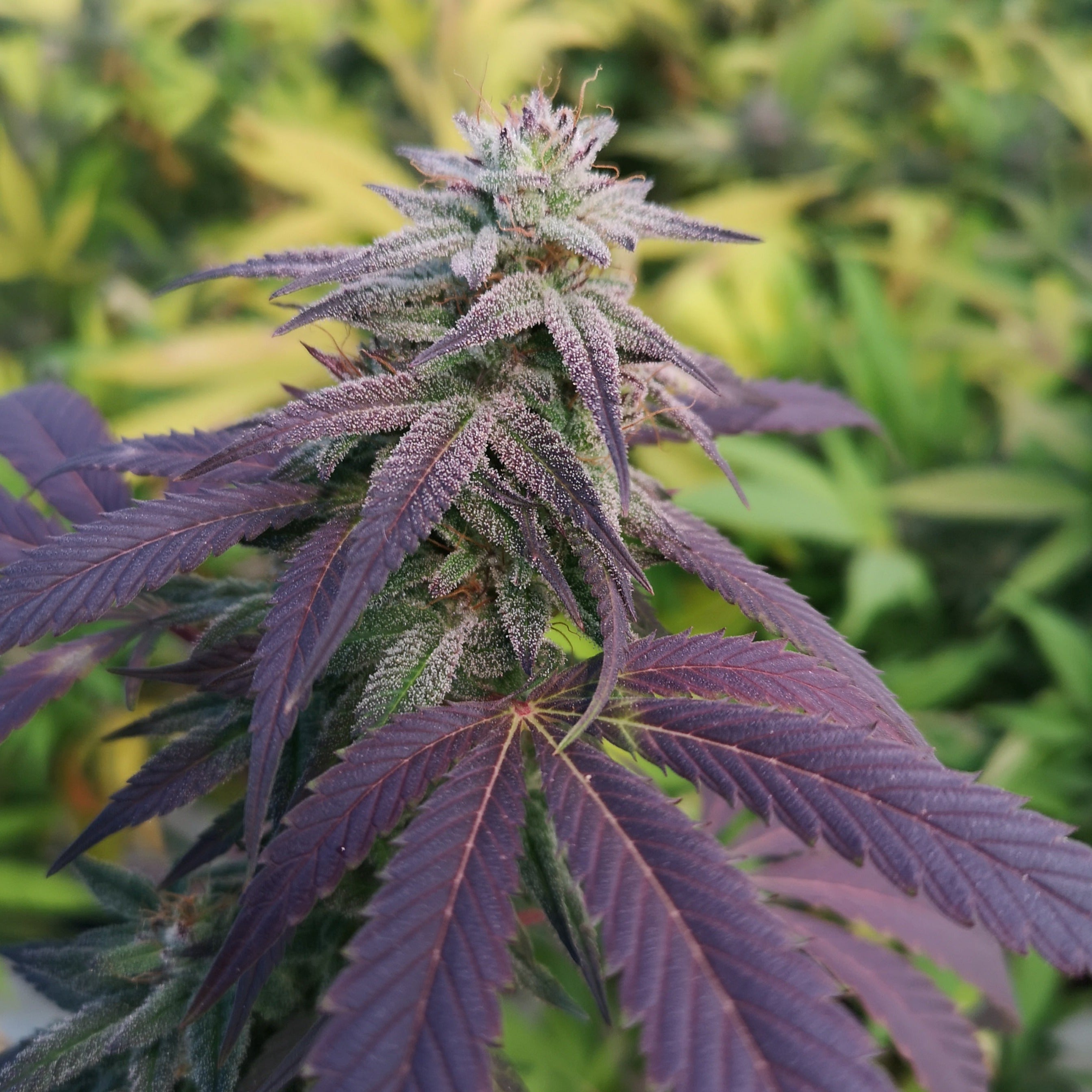 Skittlez Samen Feminisiert - 1 Samen (+1 Gratis)