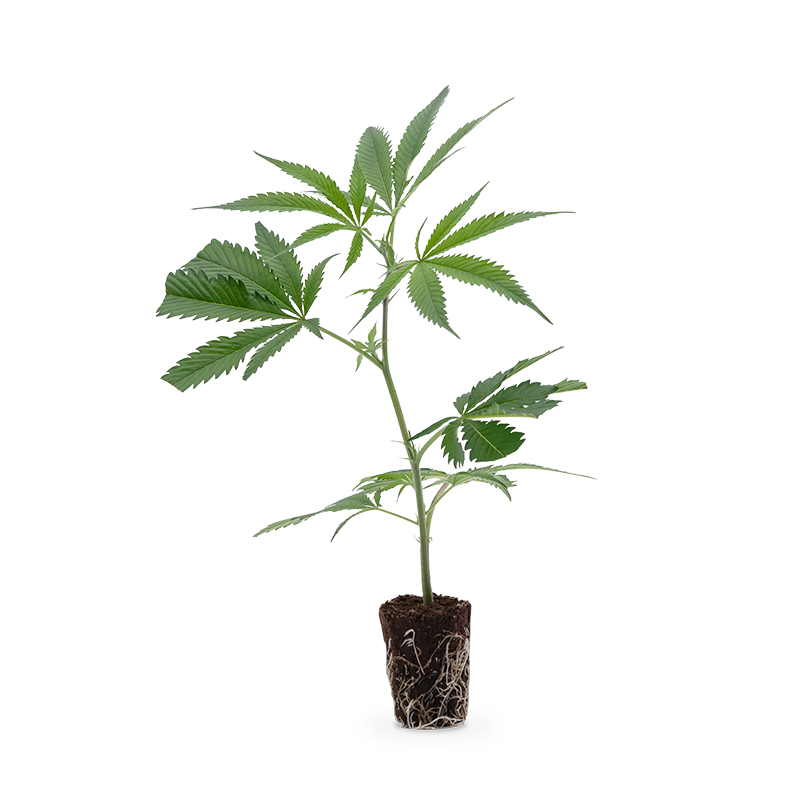 Charlottes Angel CBD Genetik