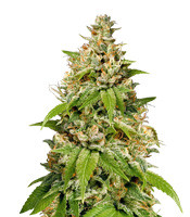Durban (Sensi Seeds)