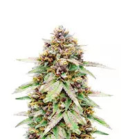 Runtz Auto (Barney's Farm)