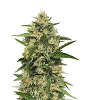 Crumbled Lime Regular (Karma Genetics)