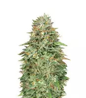 Critical Poison Fast Version (00 Seeds)