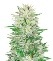 Green-O-Matic Auto (Green House Seeds)