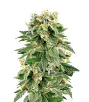 Double Gum regular (White Label Seed Company)