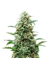 Auto Northern Lights CBD (Pyramid Seeds)