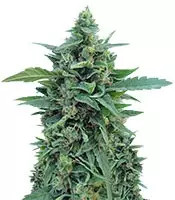 OG Kush Auto (Dr Krippling Seeds)