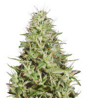 Dogstar Dawg (Big Head Seeds)