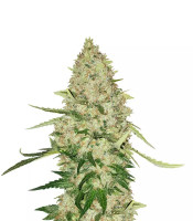 Lemon Citron (Humboldt Seeds Organization)