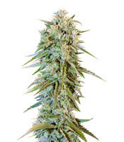 Blue Fire (Humboldt Seeds Organization)