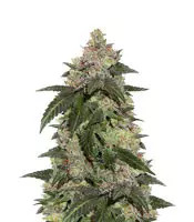 Kerosene Krash (Dutch Passion)