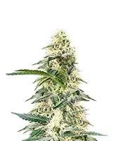 Frostbanger Auto (Fast Buds)