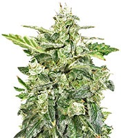 Auto Anesthesia (Pyramid Seeds)