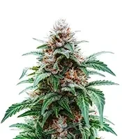 White Panther (White Snurf) (Ceres Seeds)