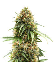 The Cure Regular (Mr. Nice Seedbank)