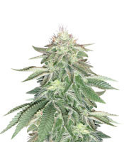 Wedding Cake (Cali Buds Seeds)