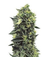 OG Kush regular (Humboldt Seeds Organization)