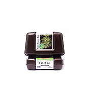 Crazy Bud Auto (Kera Seeds)