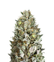 Diesel Drift (Heavyweight Seeds)