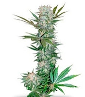 G13 Haze Regular (Barney's Farm)