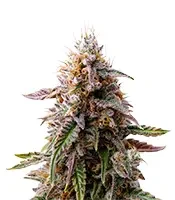 Blue Cheese (Expert Seeds)