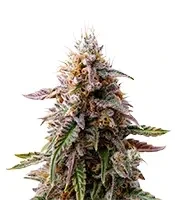 Blue Cheese (Expert Seeds)