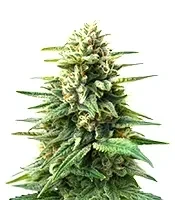 Edam Bomb (Cheese Bomb) (Bomb Seeds)