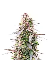 All Gas OG Autoflower (Humboldt Seed Company)