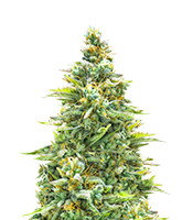 Blue Cheese Automatic (Royal Queen Seeds)