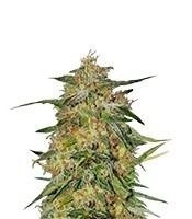 Royal Highness CBD (Royal Queen Seeds)