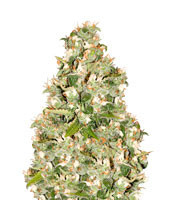 OG 13 (G13 Labs)