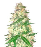 Red Leicester Tease (Dr Krippling Seeds)