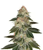 Stardawg (Blackskull Seeds)