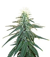 Early Skunk (Sensi Seeds)