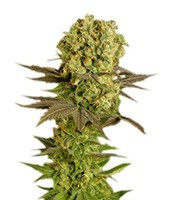 Motavation regular (Serious Seeds)