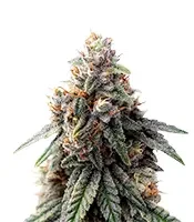 Sorbet Stash (DNA Genetics)