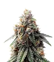 Sorbet Stash (DNA Genetics)