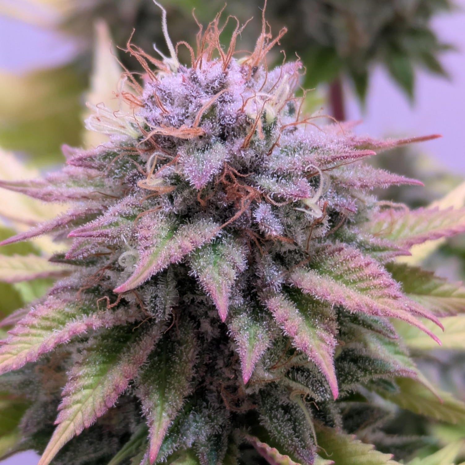 Watermelon Zkittlez Samen Feminisiert - 1 Samen (+1 gratis)