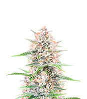 Bruce Banner Autoflower (Seedkeepers)