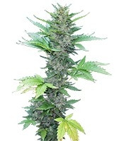 Green Poison Auto (Sweet Seeds)