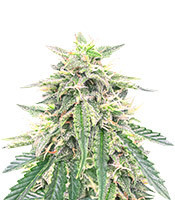 Northern Lights Auto (Expert Seeds)