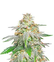 Banana Sherbet (Original Sensible Seeds)