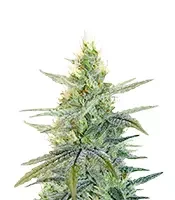 Apple Fritter (Barney's Farm)