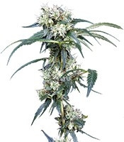 NL5 Haze Mist (Green House Seeds)